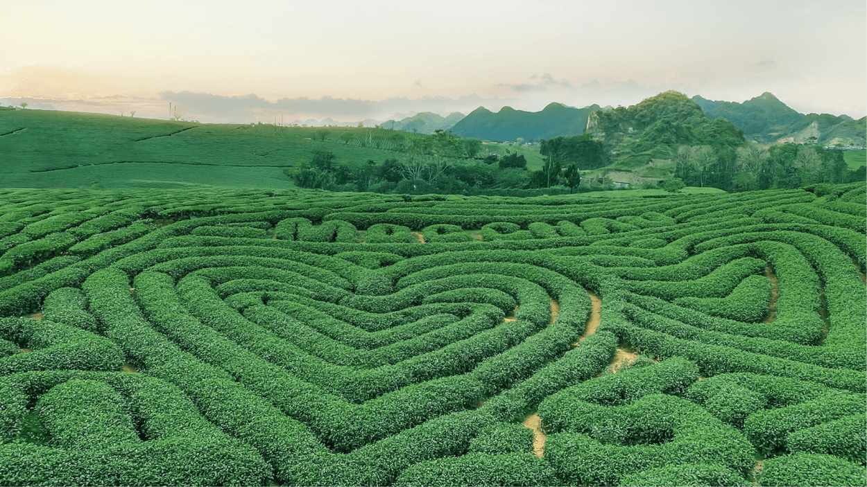 Đồi chè
Trái Tim