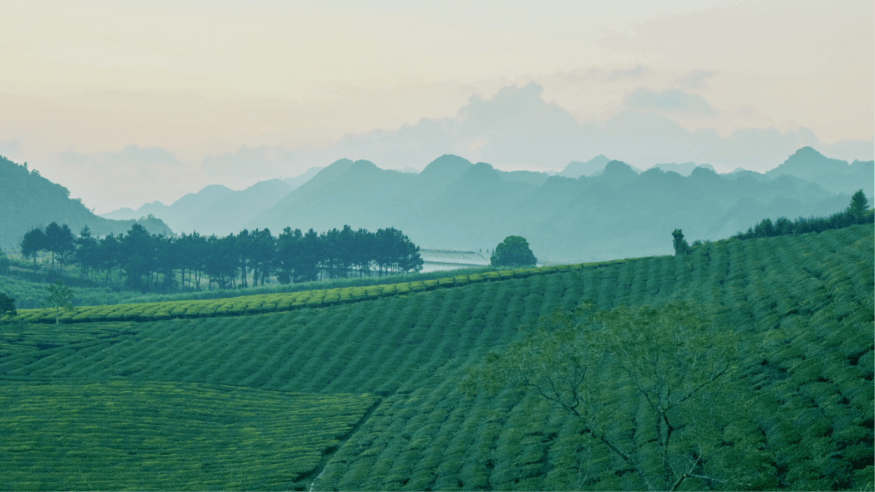 Đồng cỏ
Windows